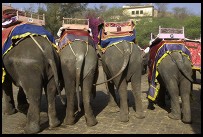 Digital photo titled elephant-butts